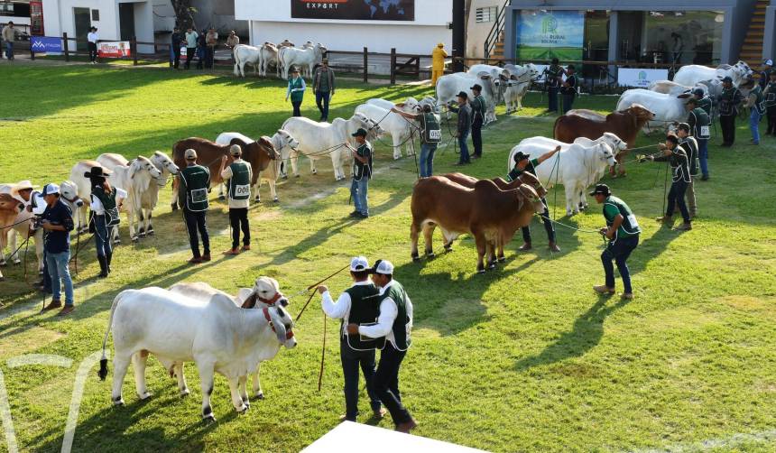 Expocruz: Genética cebuina boliviana será exportada a Brasil, México y Guatemala, según Asocebú