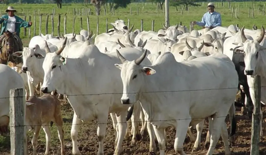 Senado sanciona nueva ley de abigeato que establece penas de hasta 8 años por este delito