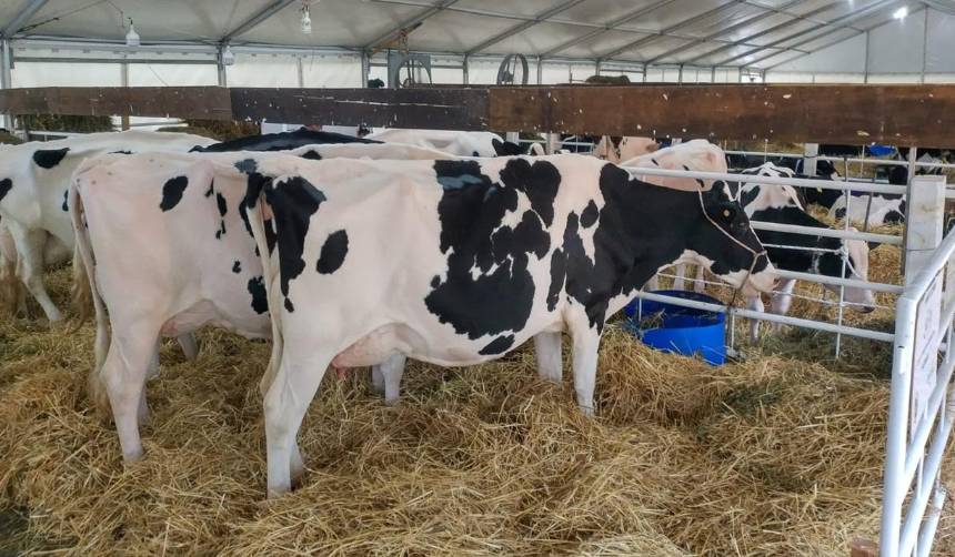 Cochabamba: Sector lechero se movilizará este viernes exigiendo nivelación de precios