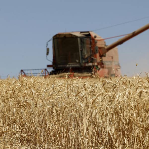Déficit de trigo: Producción nacional no cubre ni 15% de la demanda interna y productores piden estímulos al Gobierno