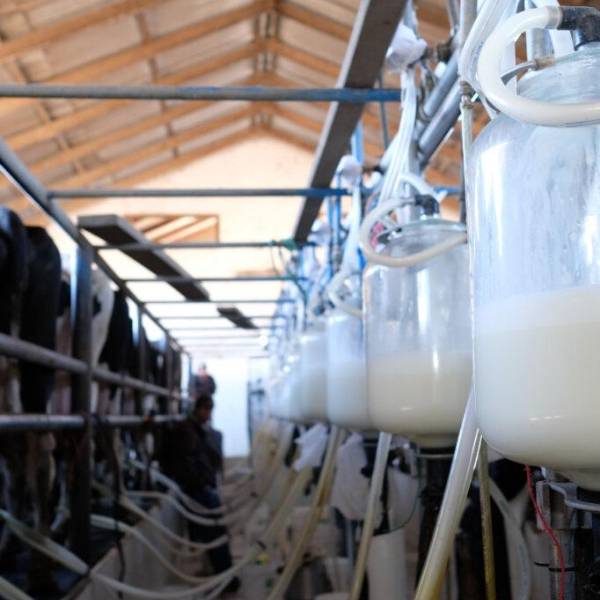 Lecheros: Más de 200 granjas de producción se cerraron en Santa Cruz en los últimos cinco años