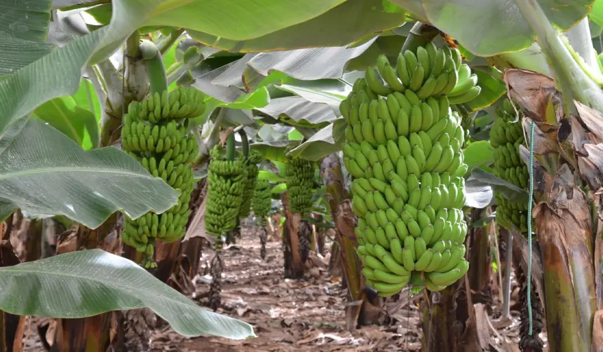 Cultivos de banana en el trópico cochabambino se redujeron en un 20% entre enero y julio, según el reporte