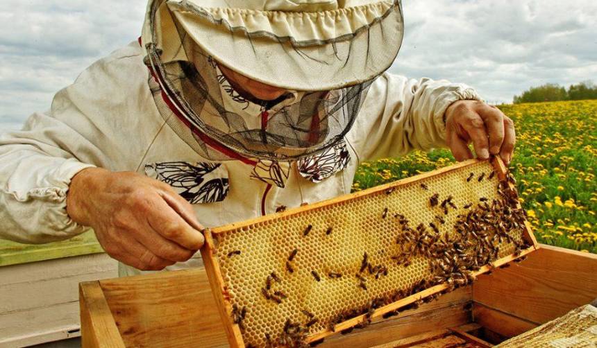 El Gobierno articula alianza con la CAO y apicultores del Chaco para impulsar la producción y exportación de miel