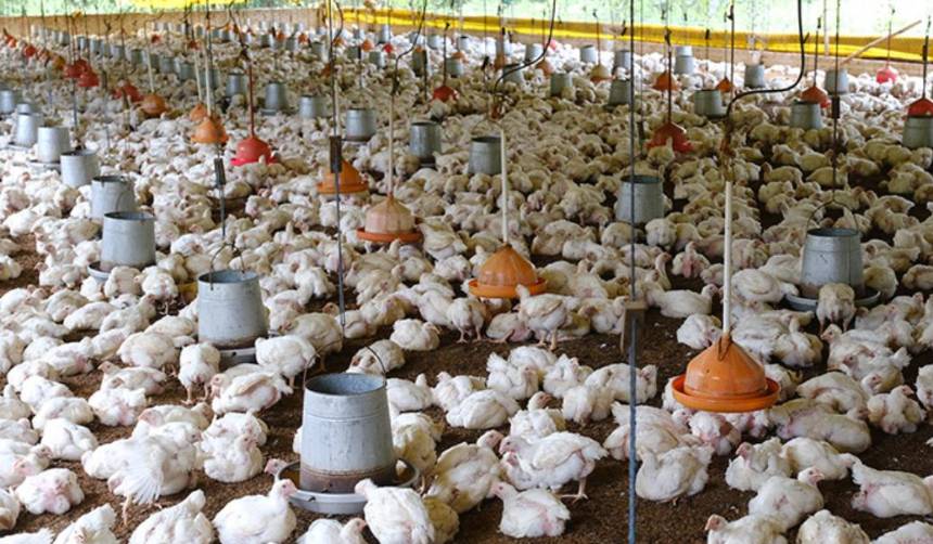 “Sin combustible no habrá producción ni comida”, advierten productores avícolas de los valles cruceños