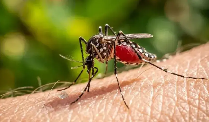 Muere en Francia una persona con el virus shamonda que se creía no transmisible al hombre