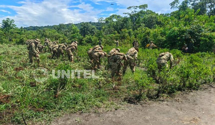 Impulsan el control de plantaciones de coca en el trópico de Cochabamba
