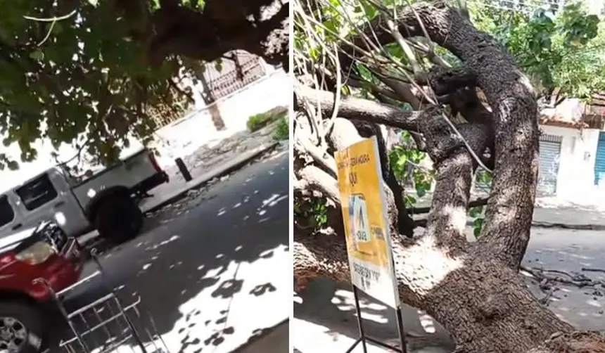 Por segundos, un auto se salva del impacto de un árbol que cae sobre una calle en Santa Cruz 