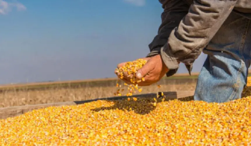 Concluye la cosecha de maíz y productores advierten déficit de 500.000 toneladas
