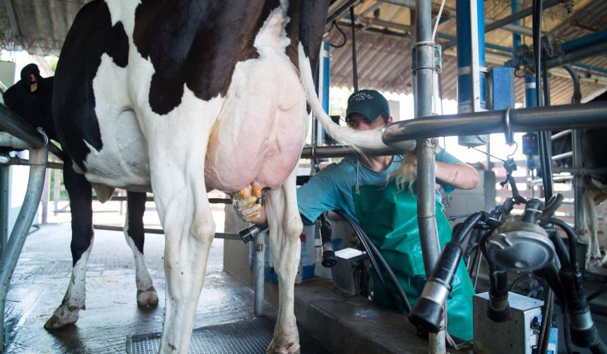 Regulación de precios frena la producción y reactivación del sector lechero, advierte Fedeple