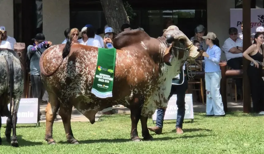 Sector pecuario protagoniza la antesala de Expocruz 2025 con el juzgamiento de bovinos cebuinos