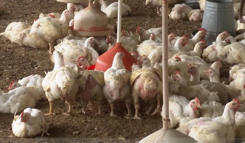 Bloqueos dejaron sin capital y en quiebra a productores avícolas de Mairana, según reporte sectorial