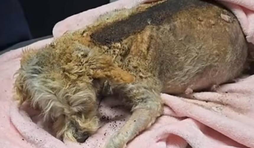 Cereza, historia de la perrita embarazada que sobrevivió al incendio de una cisterna de gas