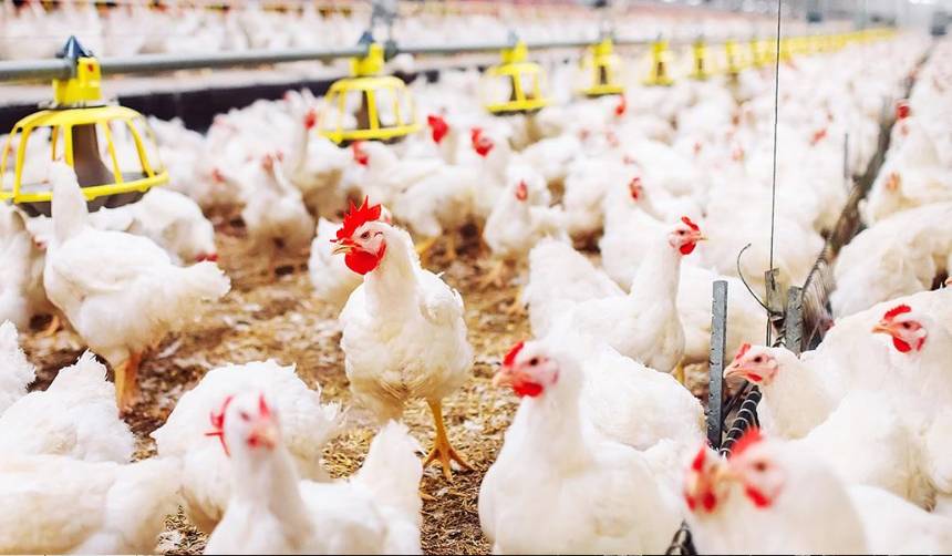 Fin a la subvención al diésel: Avicultores evalúan subir el precio del kilo de pollo vivo a Bs 15