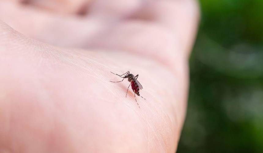 Ministerio de Salud reporta 5.371 casos de chikungunya en el país y declara alerta roja en La Paz