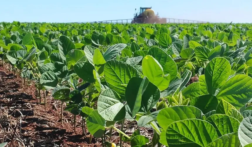 Anapo: Sequía trunca siembra de soya de invierno y alcanza un 80% de lo proyectado