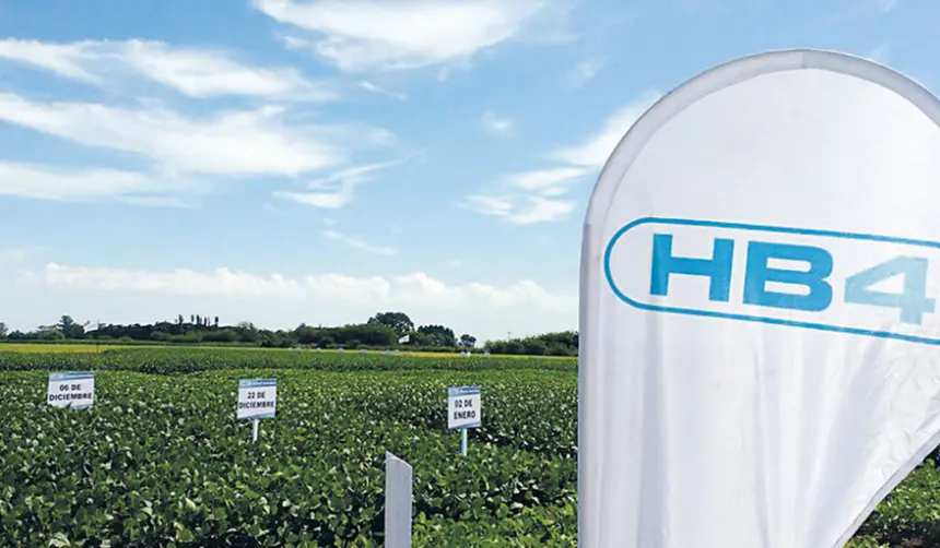Biotecnología: Anapo prevé la siembra de soya HB4 para el verano 2026-2027