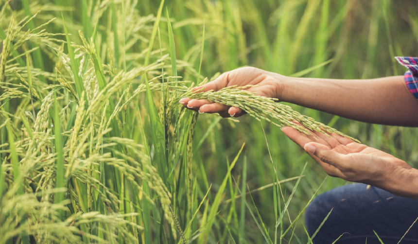 Falta de diésel pone en peligro la producción de 180.000 hectáreas de arroz en Santa Cruz y Beni, advierte investigadora