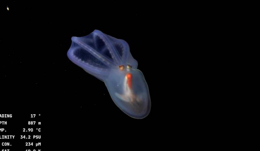 Video: Submarino transmite en vivo cómo se ve el mar a más de 3.000 metros de profundidad