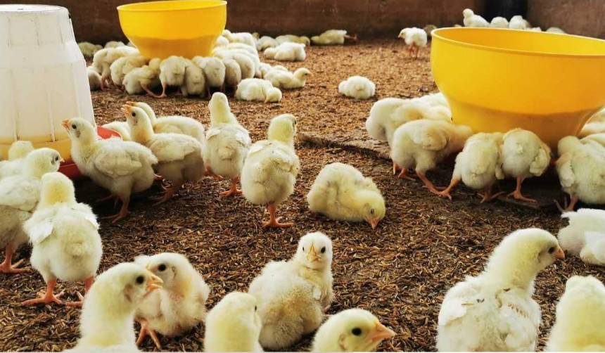 ¿Subirá el precio del pollo vivo? Desde el sector avícola apuntan a un incremento de Bs 6 a Bs 8 el kilo