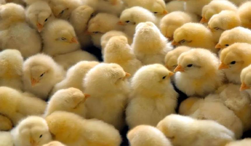 Productores avícolas advierten impacto por falta de garrafas de gas en granjas cruceñas