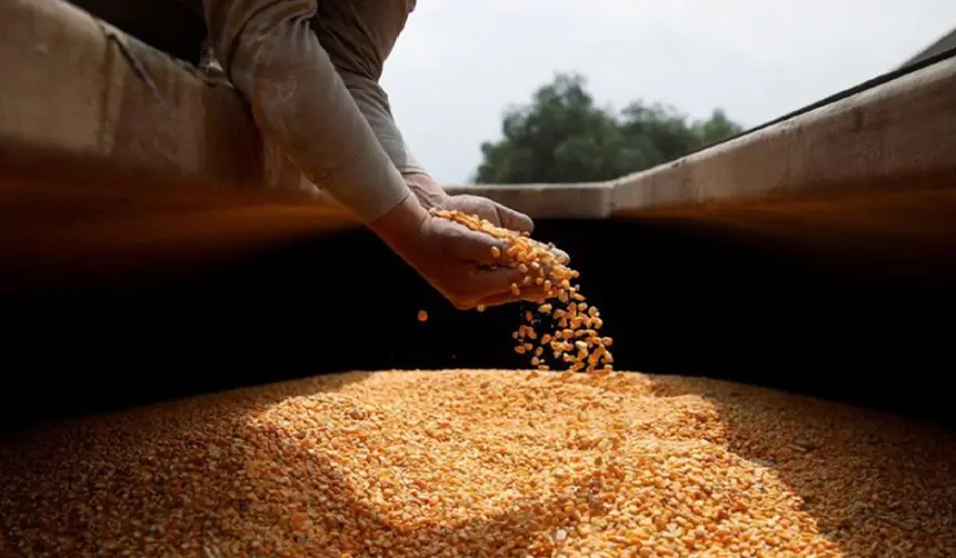 Sector productivo pide al Gobierno importar 500.000 toneladas de maíz para cubrir déficit