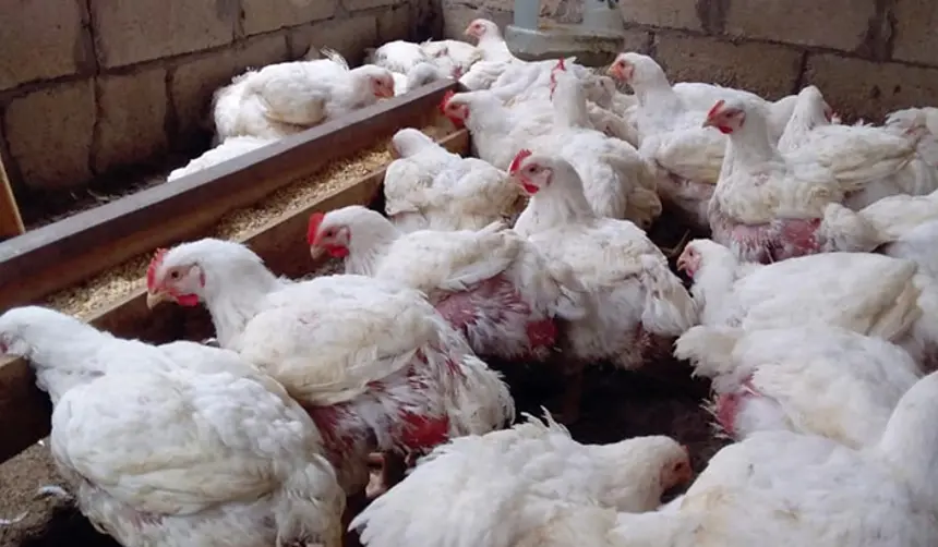 Avicultores denuncian que Emapa suspendió la venta de maíz a pequeños productores; la estatal lo niega
