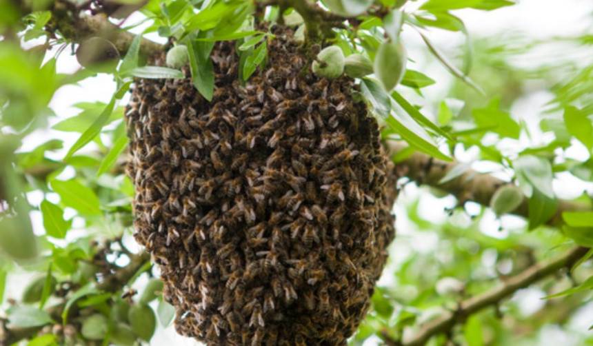 Video: Repartidor rescata a niña atacada por un panal de abejas