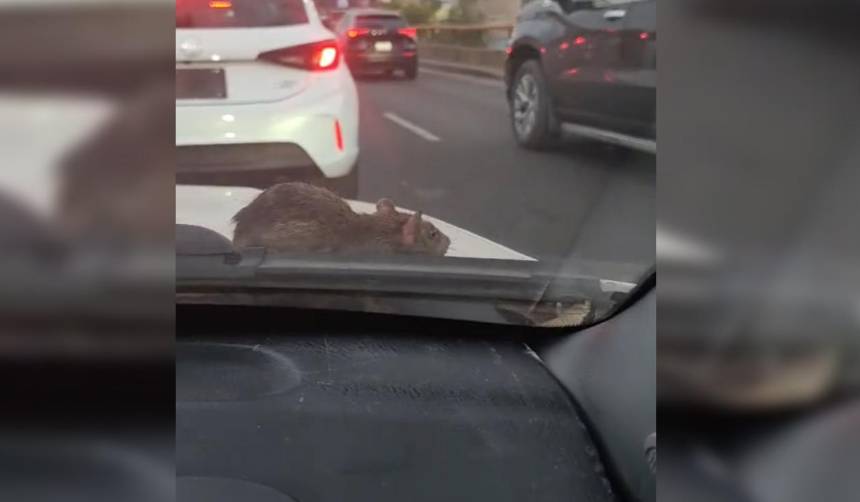 ¡Pánico en un auto! Ratón apareció en el parabrisas y desató caos 