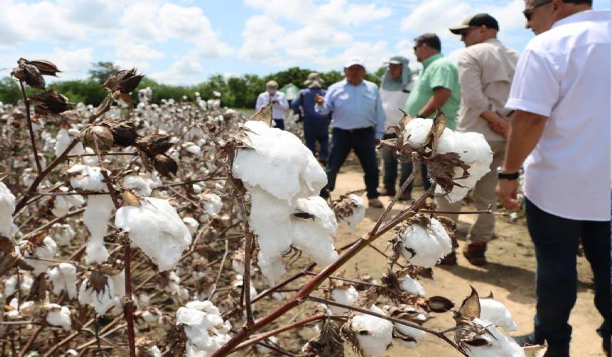 Agro concluye validación de tres semillas de algodón con biotecnología y espera su aprobación
