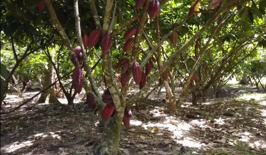 Falta de diésel golpea al cacao de exportación y limita el cumplimiento con mercados externos, señalan productores
