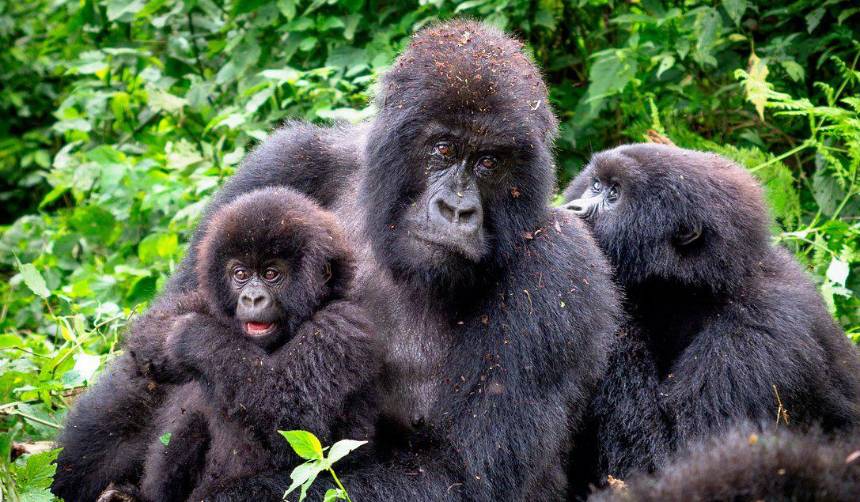 Nace una cría de gorila de montaña en el Parque de Virunga de Congo
