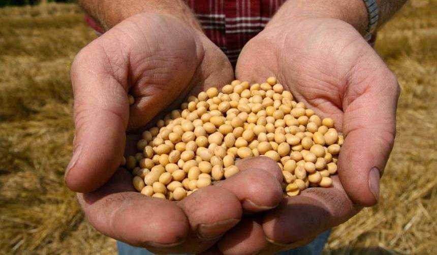 Gobierno abroga decreto que fijaba arancel cero para la importación de grano de soya