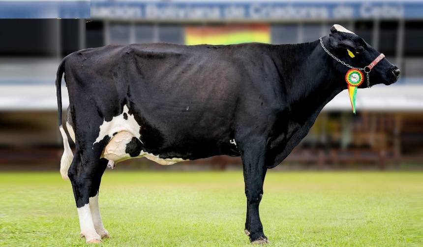 Catalina FIV reina por tercera vez en Expocruz al coronarse como la vaca más lechera