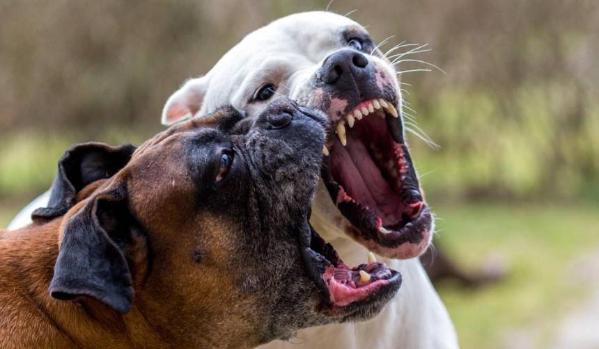 Ataque de tres perros deja a una mujer hospitalizada con graves heridas en el rostro, brazos y pies