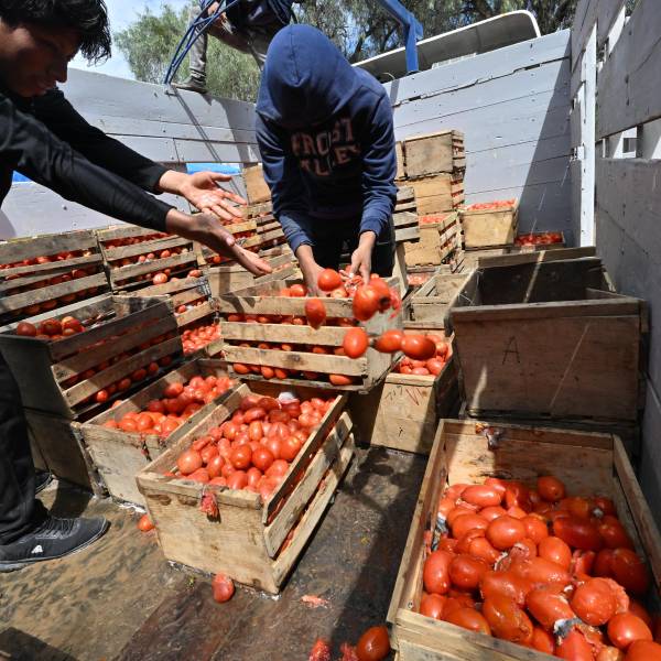 “Las cosechas se están pudriendo”, cívicos lamentan pérdidas en el sector agrícola de Cochabamba