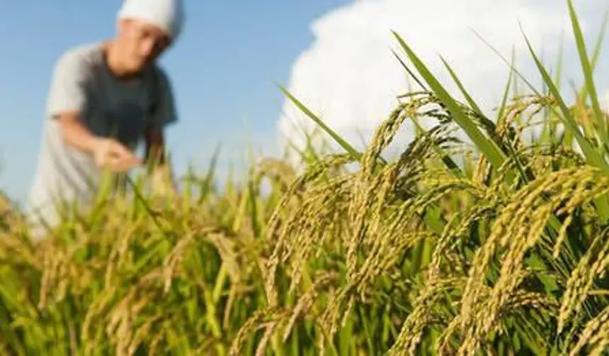 Productores de arroz de Beni anuncian toma de YPFB por la falta de diésel: “Necesitamos 7 millones de litros para sembrar”