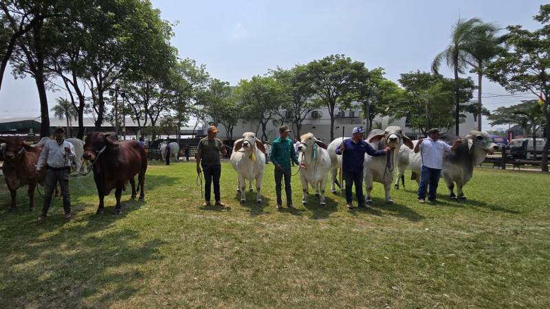 Ejemplares de las razas Brahman (der.) y Sindi (izq.)