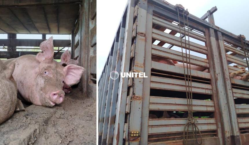 Transportista teme la muerte de 100 cerdos atrapados por el bloqueo en San Julián