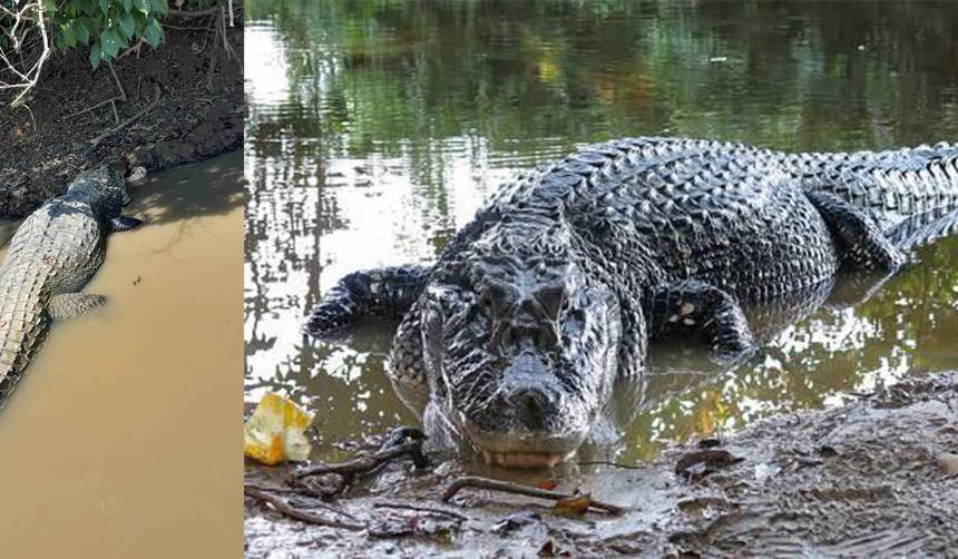 Fallece Jesús, el caimán negro símbolo de la fauna beniana